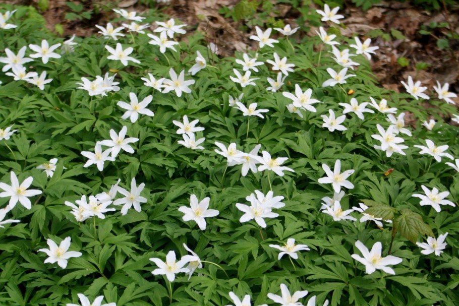 Ветреница лютиковая Дубравная