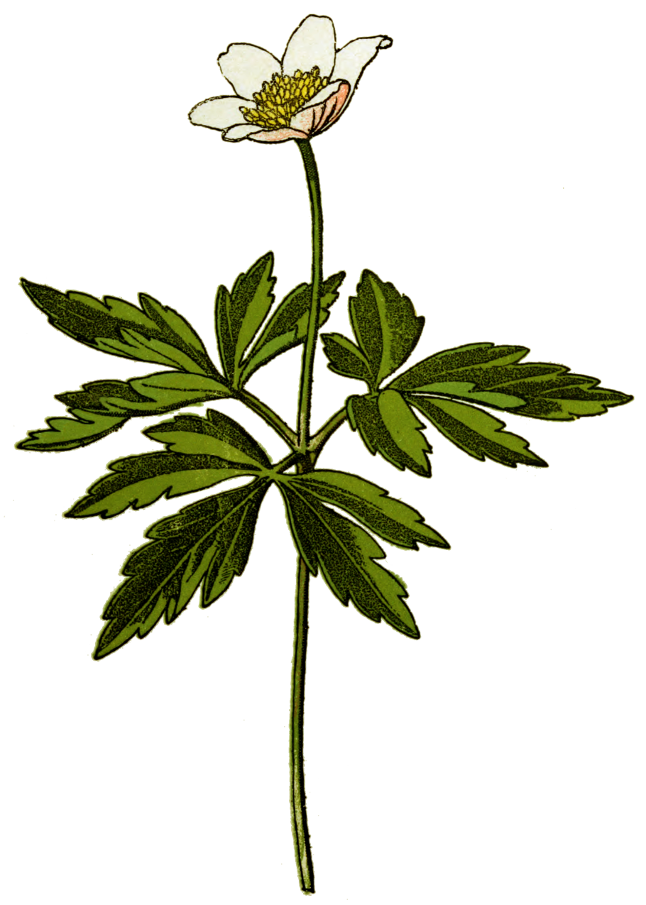 Ветреница лесная anemone sylvestris