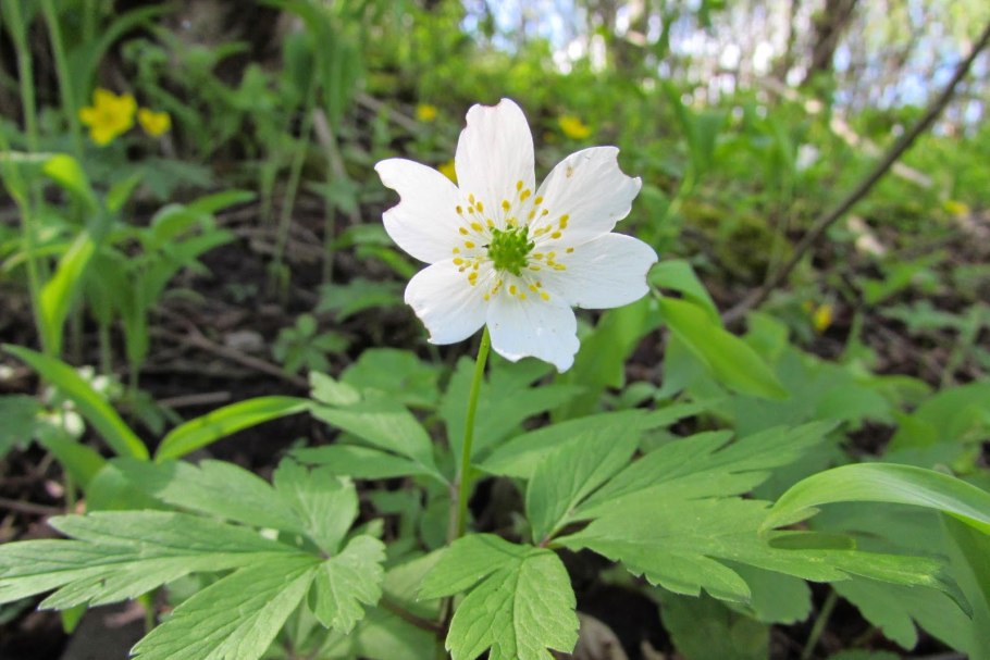 Ветреница (анемона) Лесная (Anemone Sylvestris)