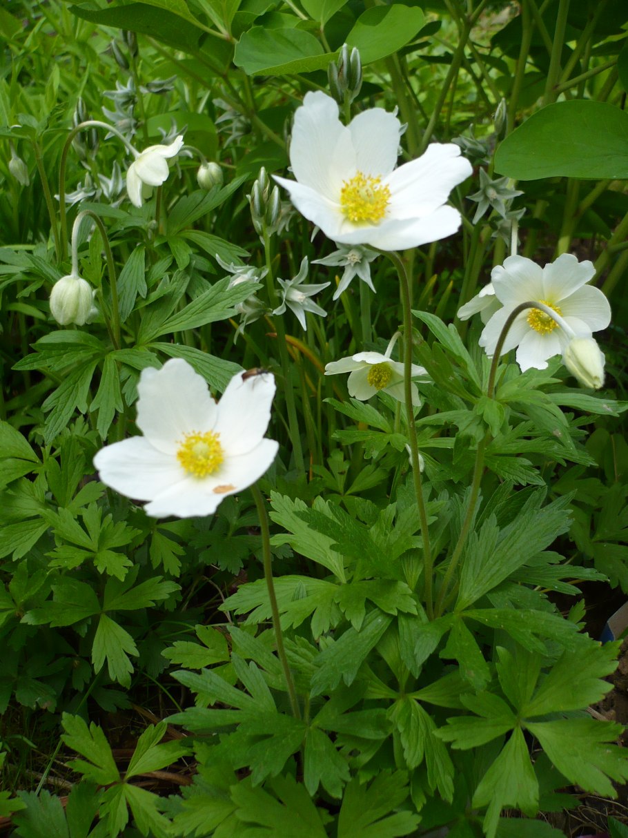 Ветреница (анемона) Лесная (Anemone Sylvestris)