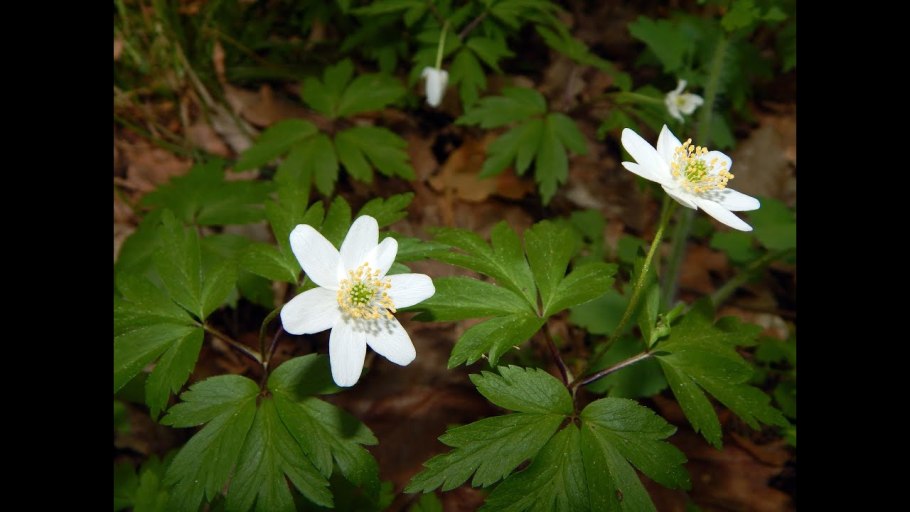 Цветок ветреница лютичная