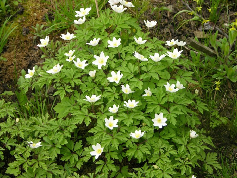 Ветреница анемона Лесная