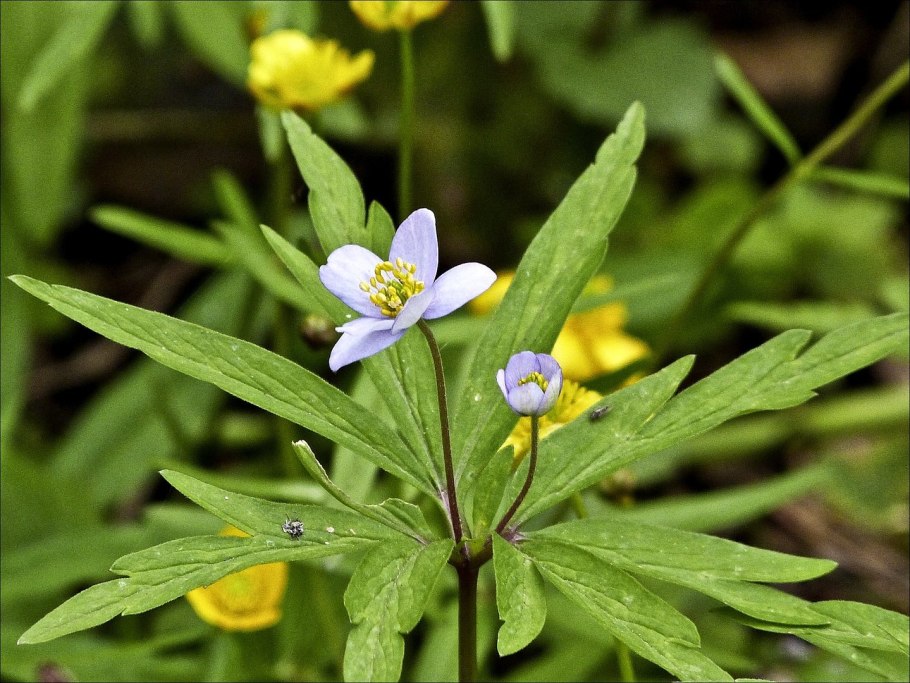 Анемона Левейе