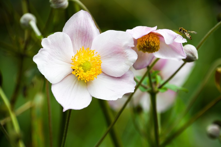 Ветреница Альпийская