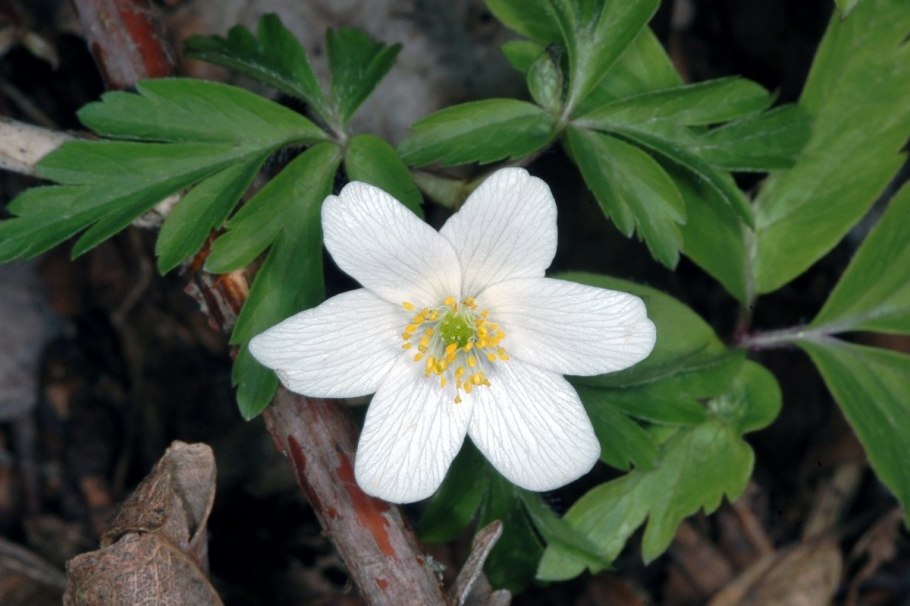 Anemone nemorosa