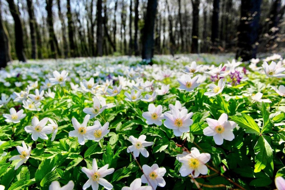 Е́треница лес-ная (Anemone Sylvestris)