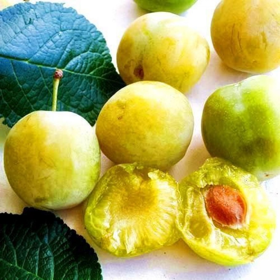 Алыча Янтарная