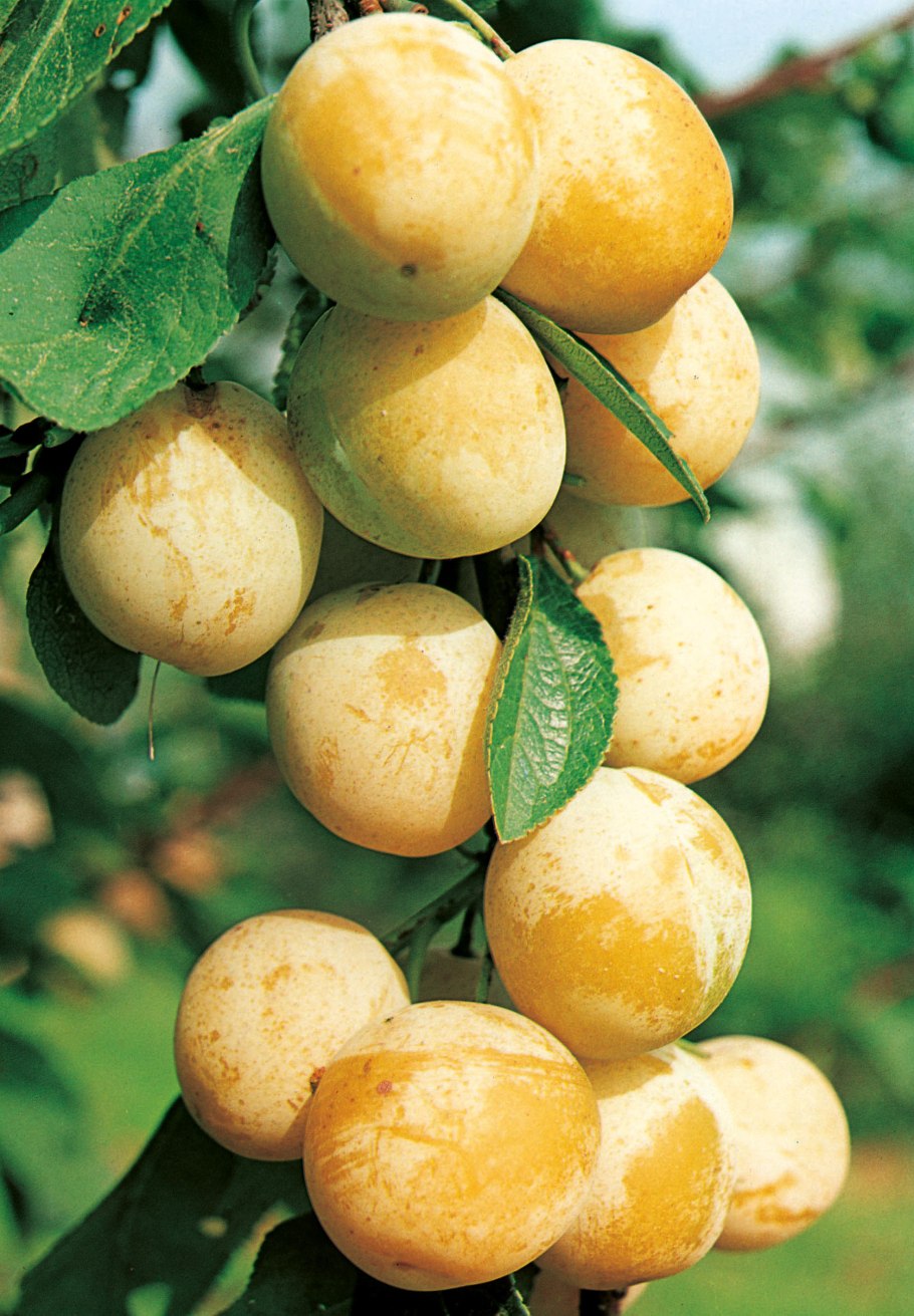 Слива желтая