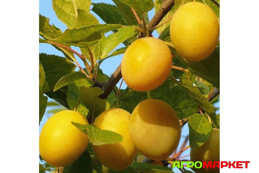 Уральская золотистая (слива китайская)