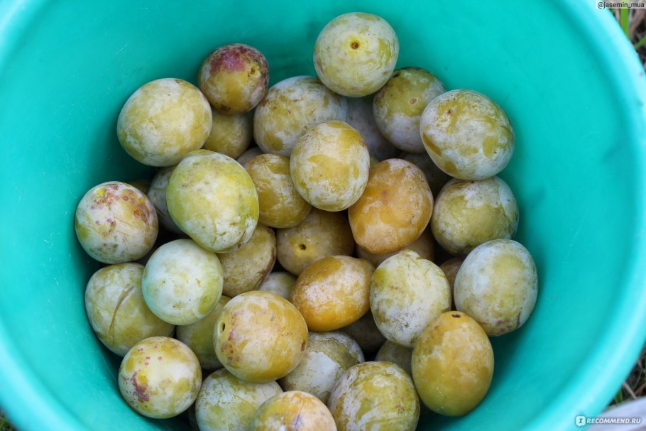 Слива Байрон Голд