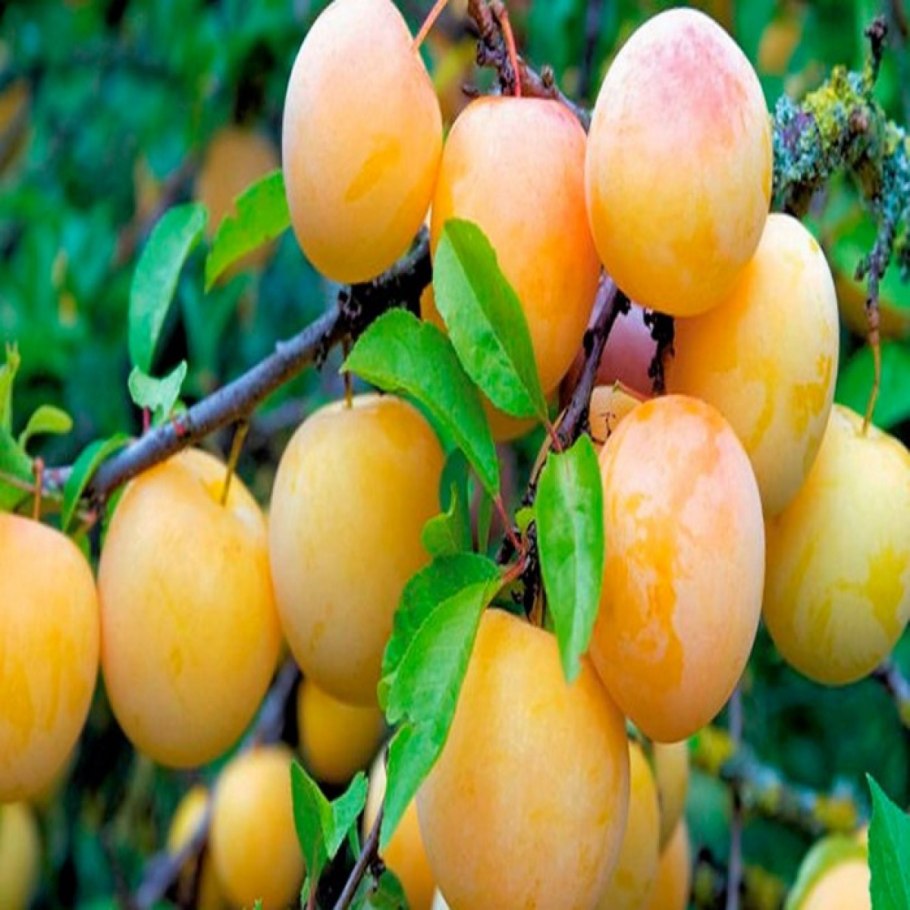 Слива Эмма Липперман