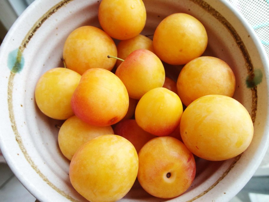 Алыча Пчельниковская