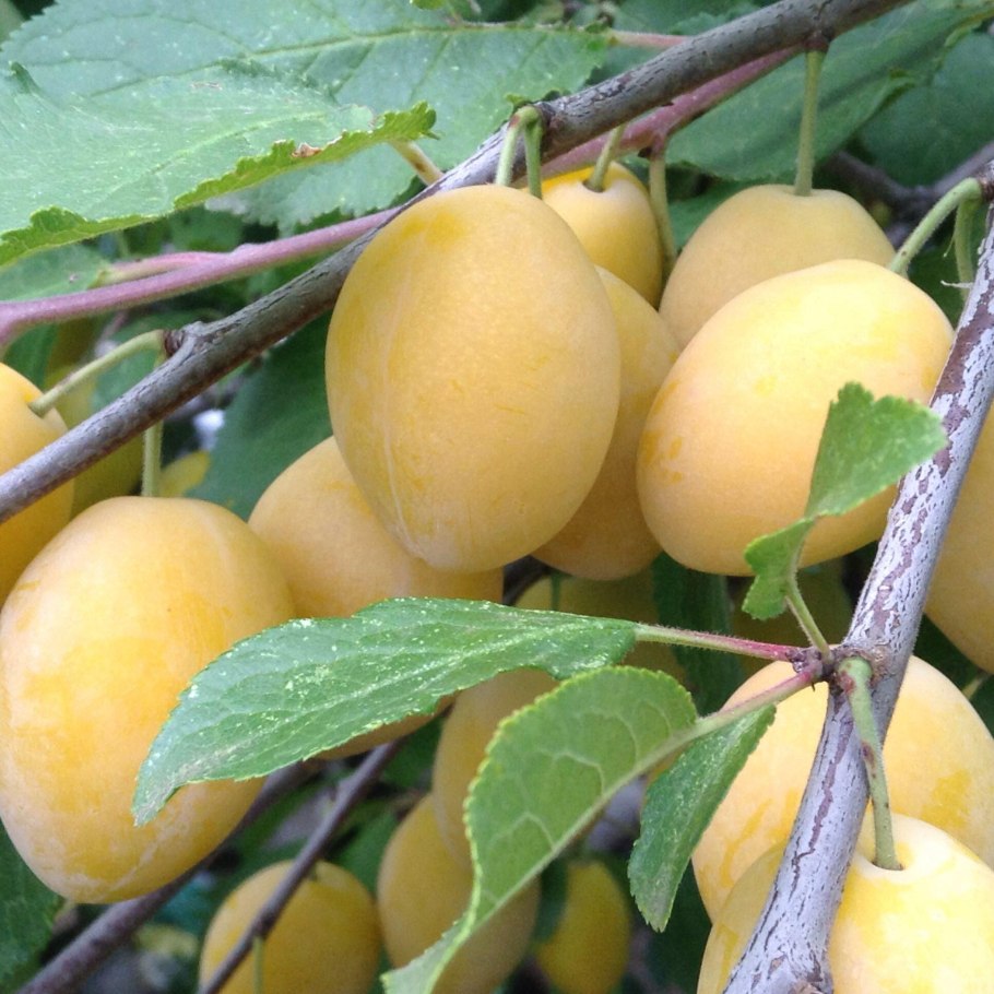 Слива Медовка