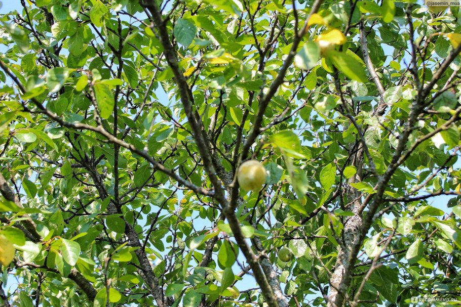 Слива. Колоновидная. СК. 157