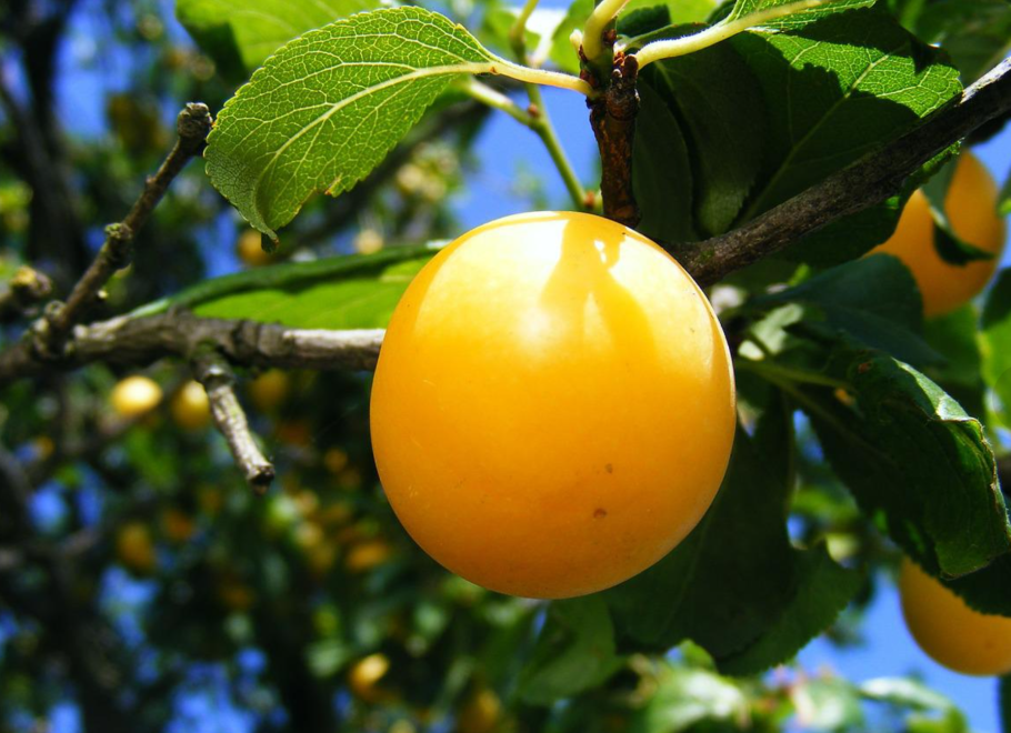 Слива китайская жёлтая Хопты