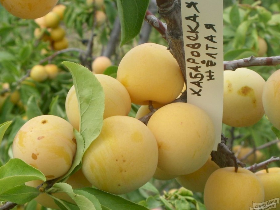 Слива Ренклод Колхозный