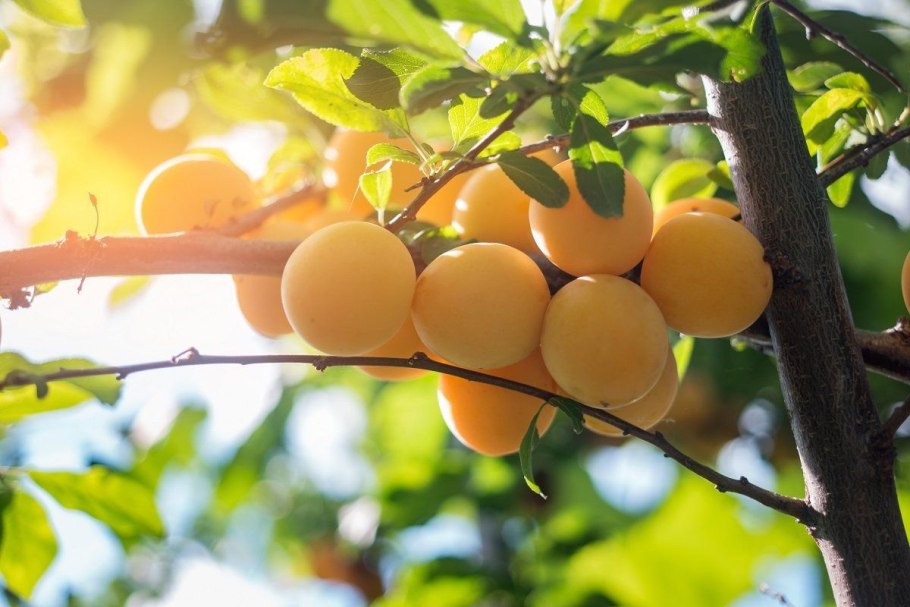 Слива медовая саженец