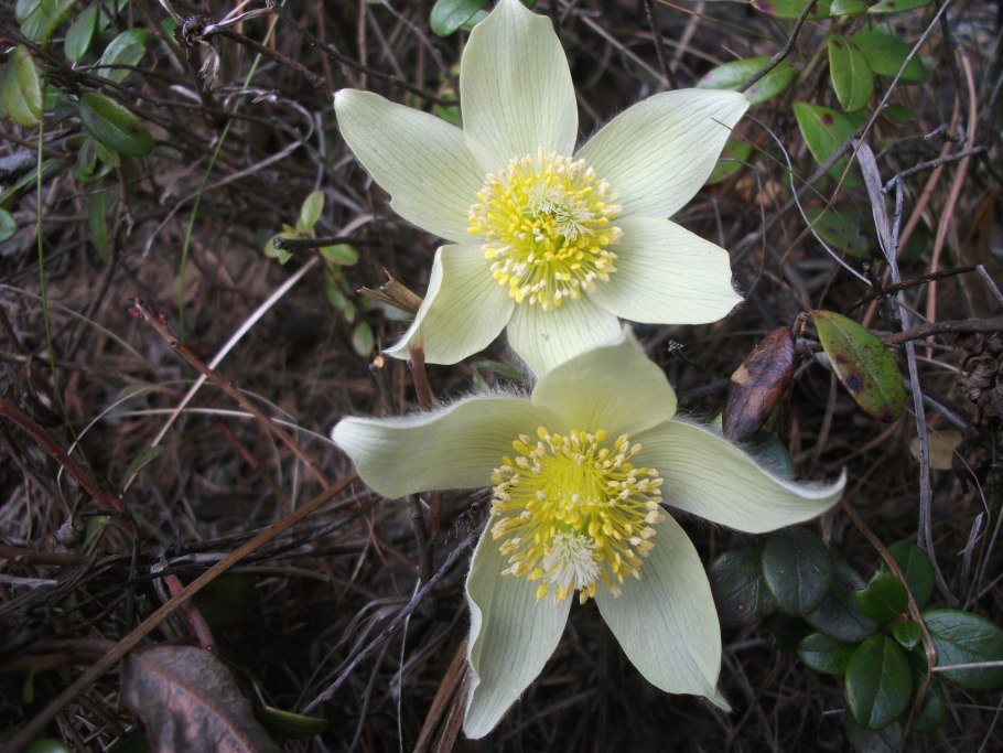 Сибирские Увалы растения