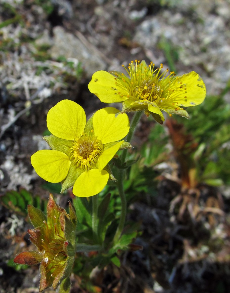 Юганский заповедник растения