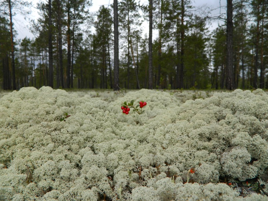 Природный парк «Сибирские Увалы» Флора