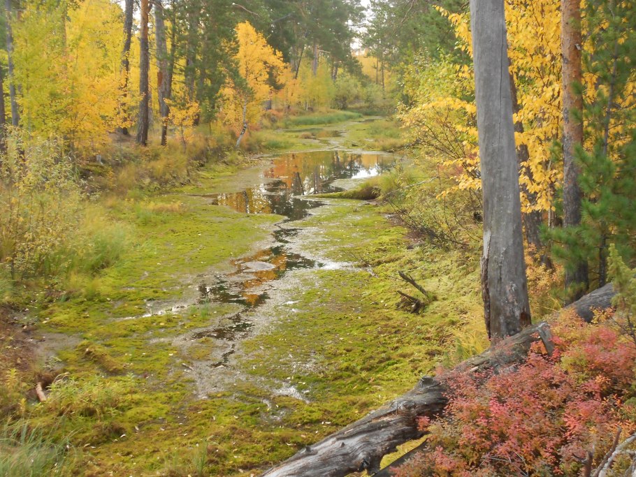 Флора баргузинского заповедника