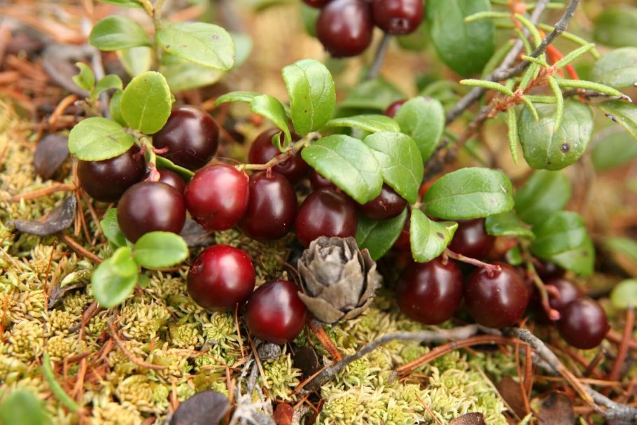 Малая Сосьва Флора