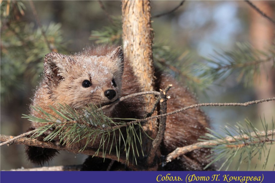 Горноколосник колючий Байкальский