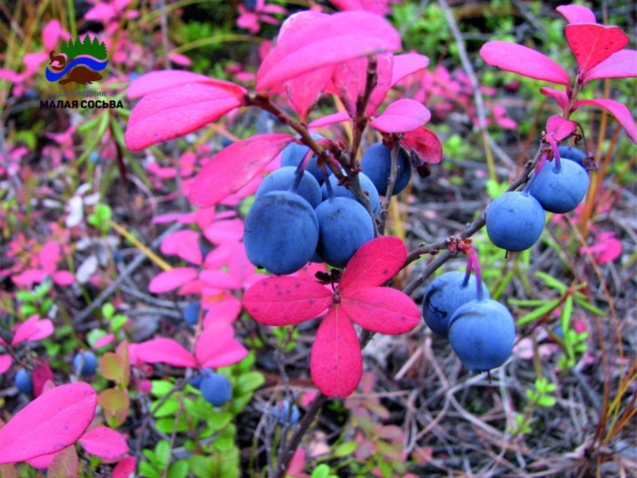 Флора заповедника малая Сосьва