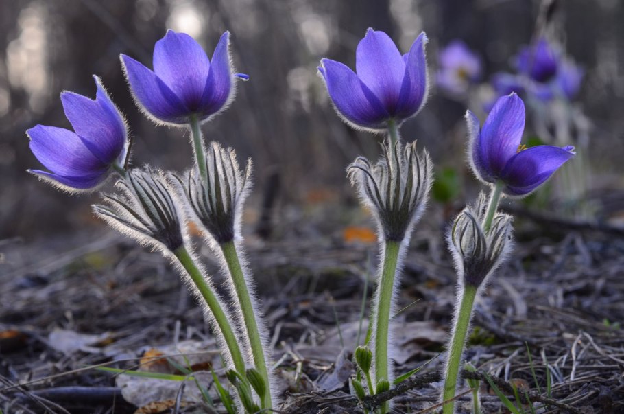 Цветы и растения Юганского заповедника