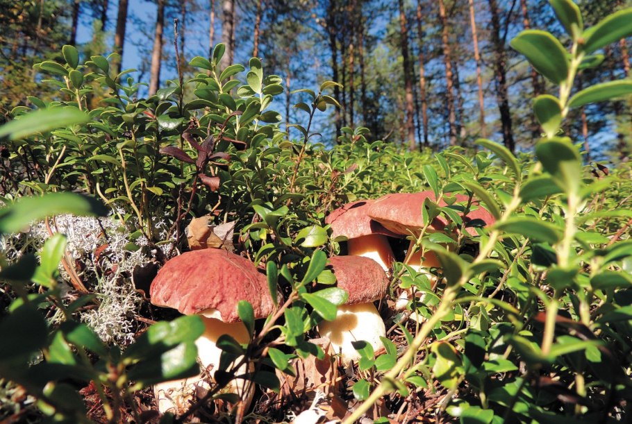 Малая Сосьва заповедник растения