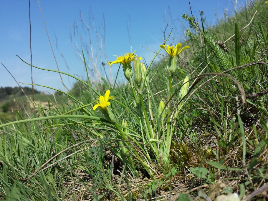 Филлодоце Алеутская