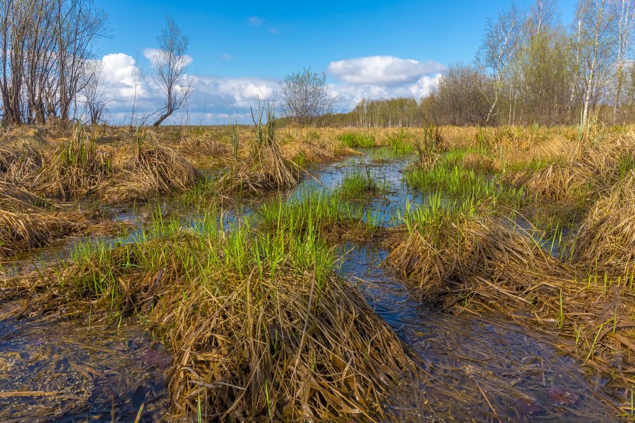 Калипсо луковичная Calypso bulbosa
