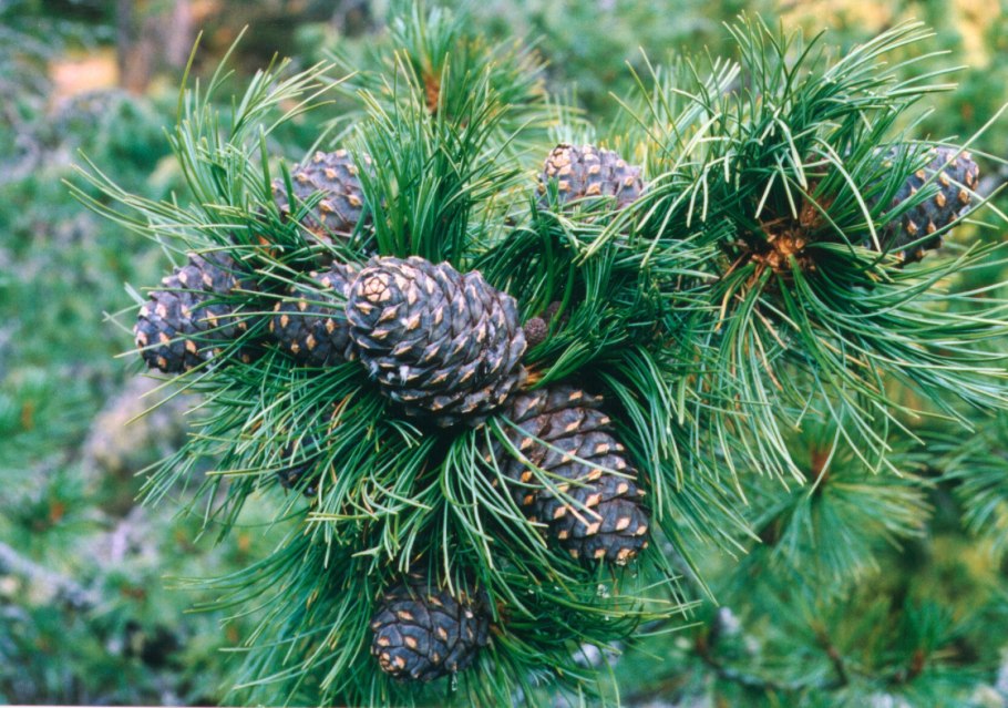 Кедровая шишка Сибирский кедр