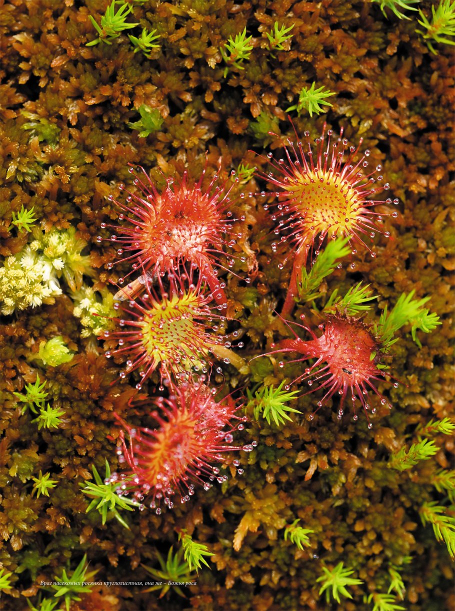 Байкало-Ленский заповедник растения