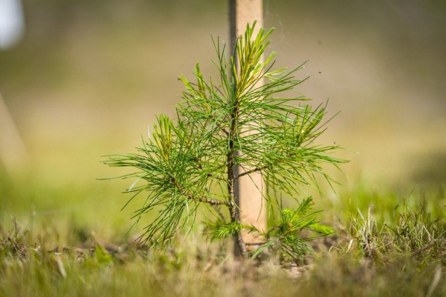 Кедр в ХМАО Югре