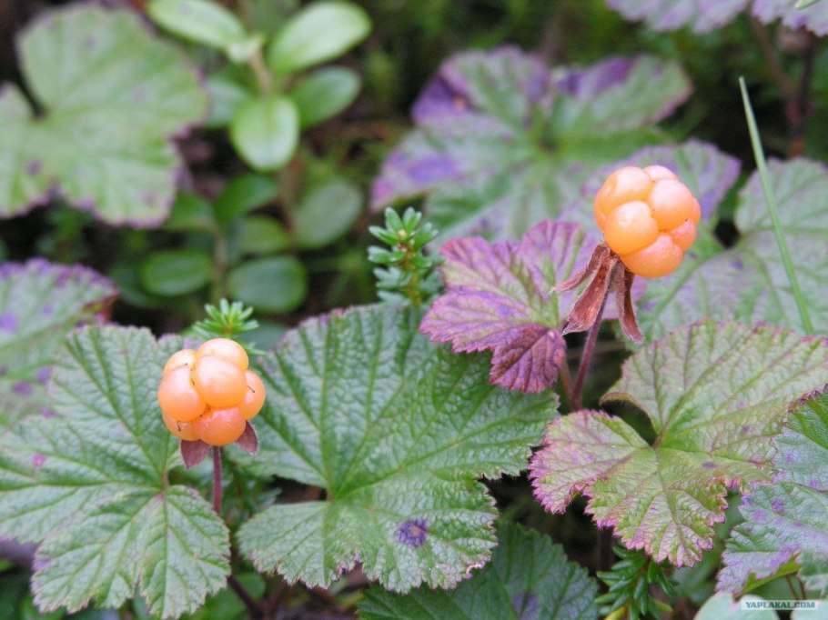 Растения Югры