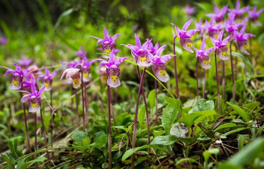 Крокус дикий цветок