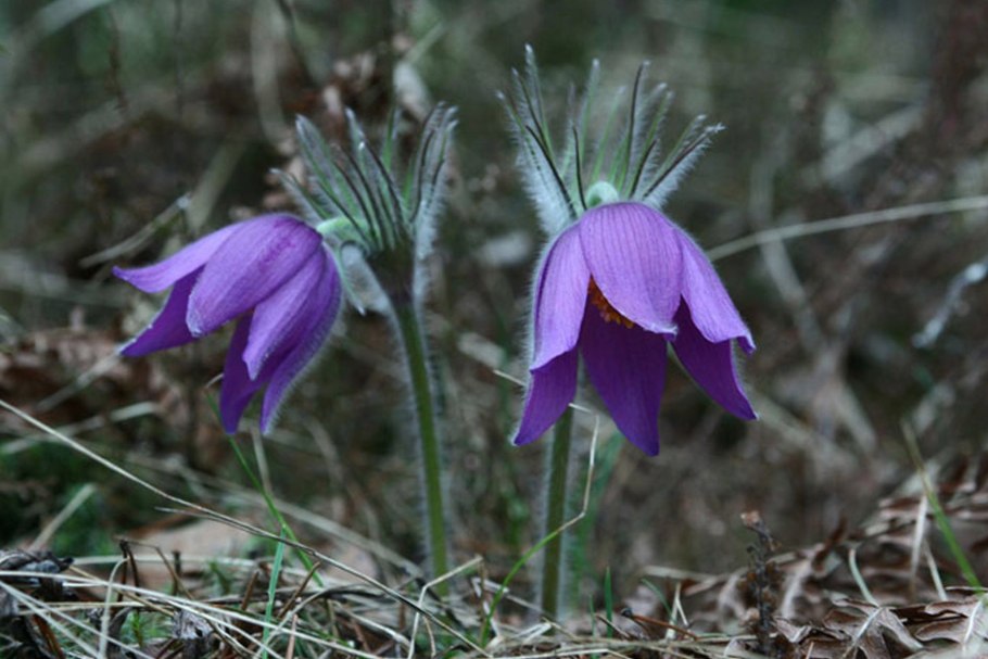 Растения Керженского заповедника Нижегородской области