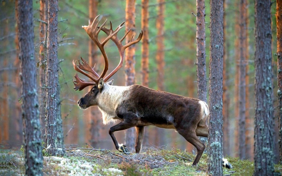 Алтайский заповедник Флора