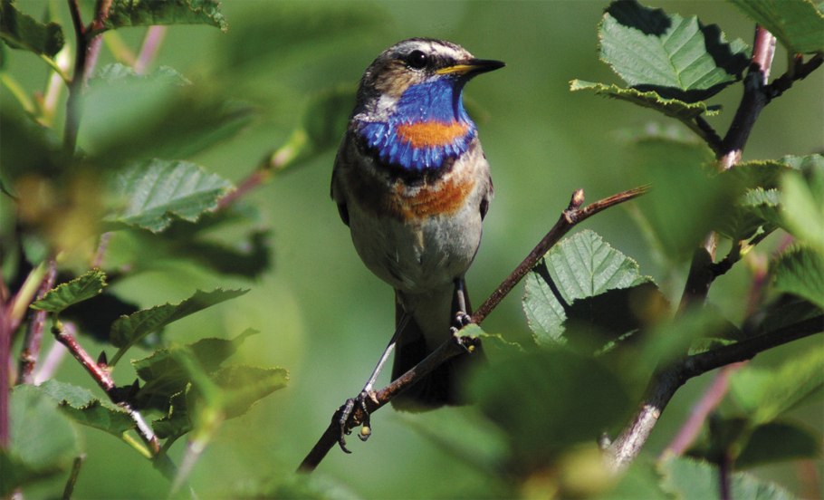 Полярный Мак Лапландский