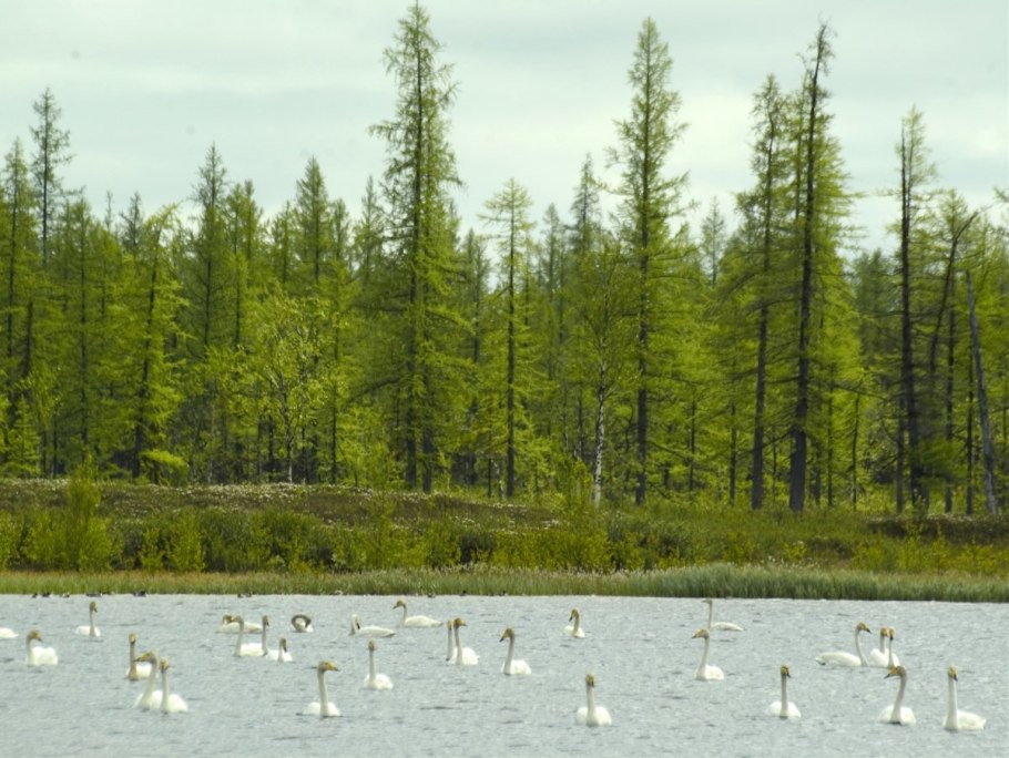 Юганский заповедник