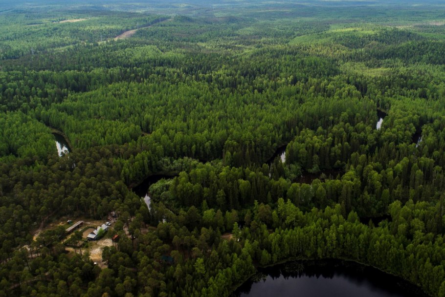 Багульник на сопках Дальний Восток