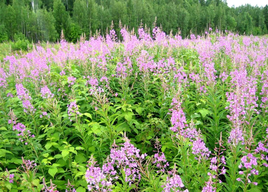 Елизаровский заказник