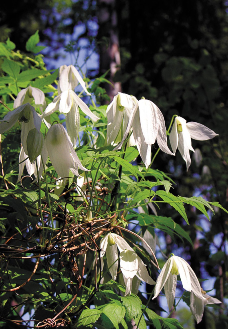 Княжик Сибирский
