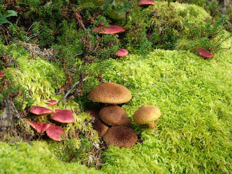 Джугджурский заповедник растения