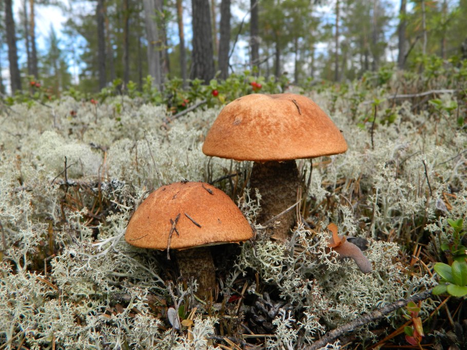 Грибы ХМАО Югры