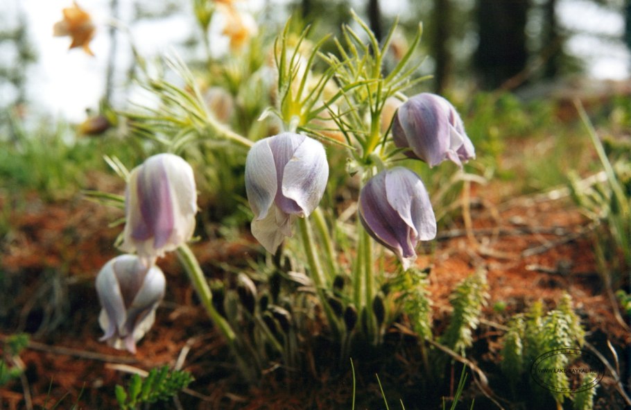 Сфагнум болотный