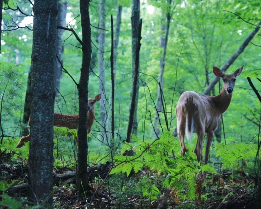 Заповедник Юганский в ХМАО-Югре
