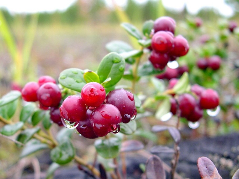 Клюква, Морошка, брусника, голубика