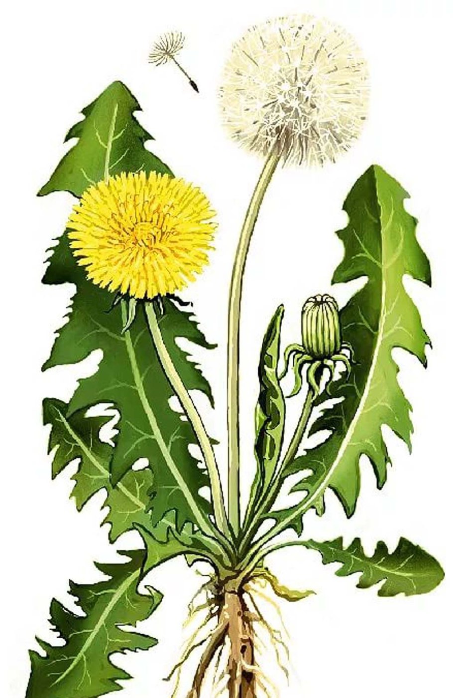 Ромашка аптечная схема соцветия